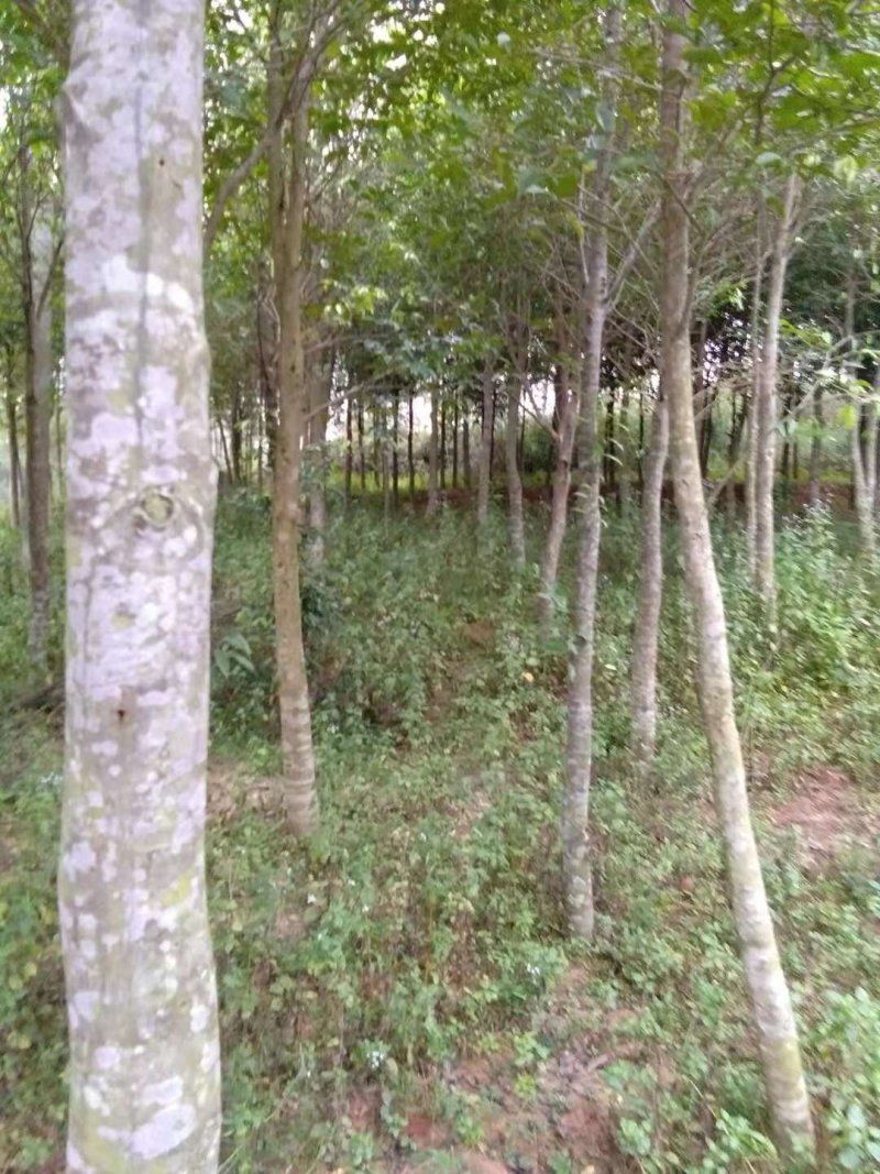 【沉香树苗】土沉香，白木沉香苗，小杯苗，大杯苗