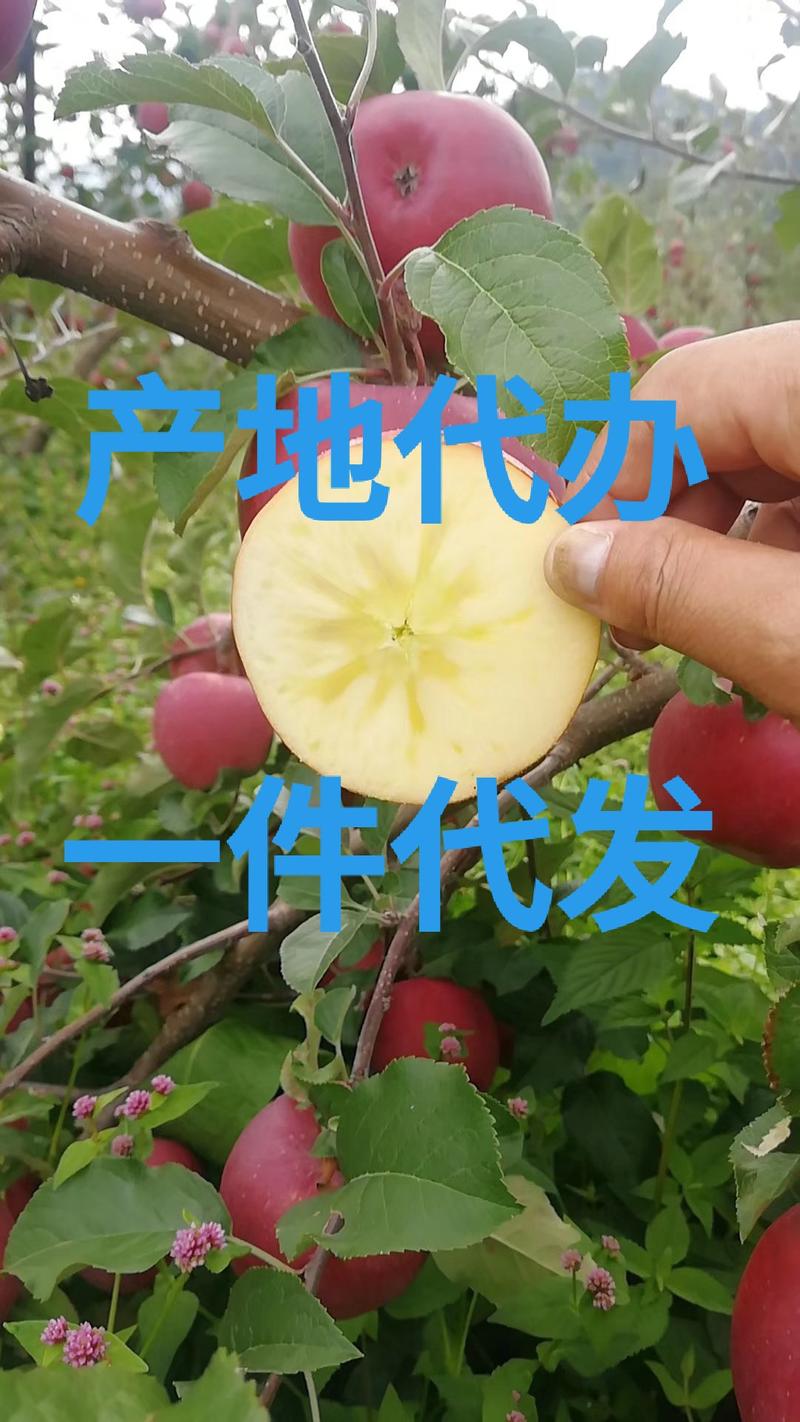 大凉山红将苹果盐源县苹果糖心苹果产地代办来电优惠