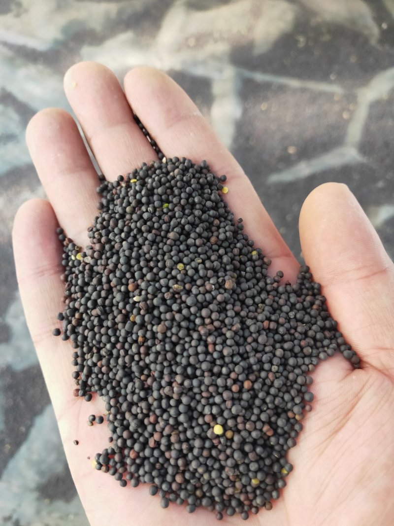 内蒙优质菜籽质量保证