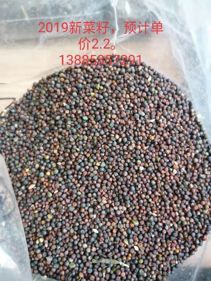 内蒙优质菜籽质量保证