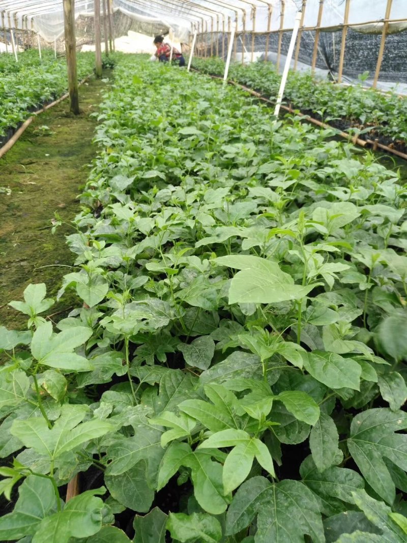 百香果苗，紫香，台农百香果苗，自繁自育！