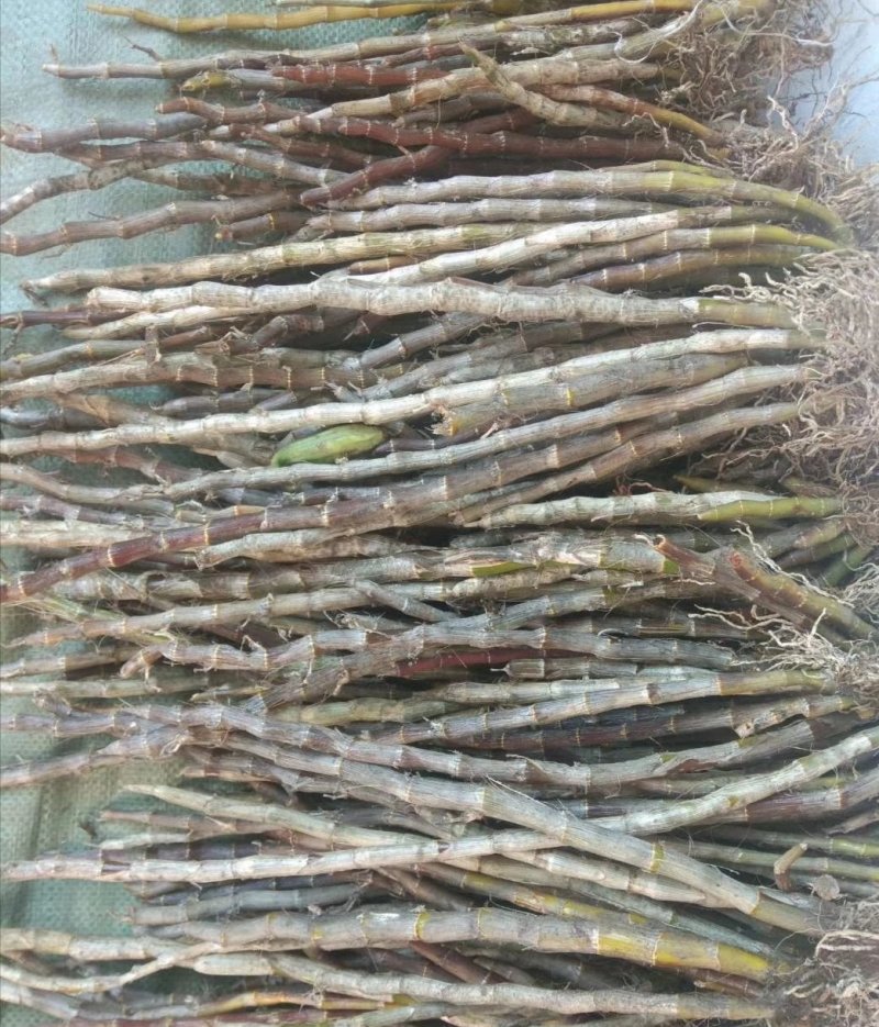 本斯石斛Den.bensoniaeRchb.f.
