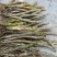 尖刀唇石斛Den.heterocarpumLindl