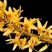 尖刀唇石斛Den.heterocarpumLindl