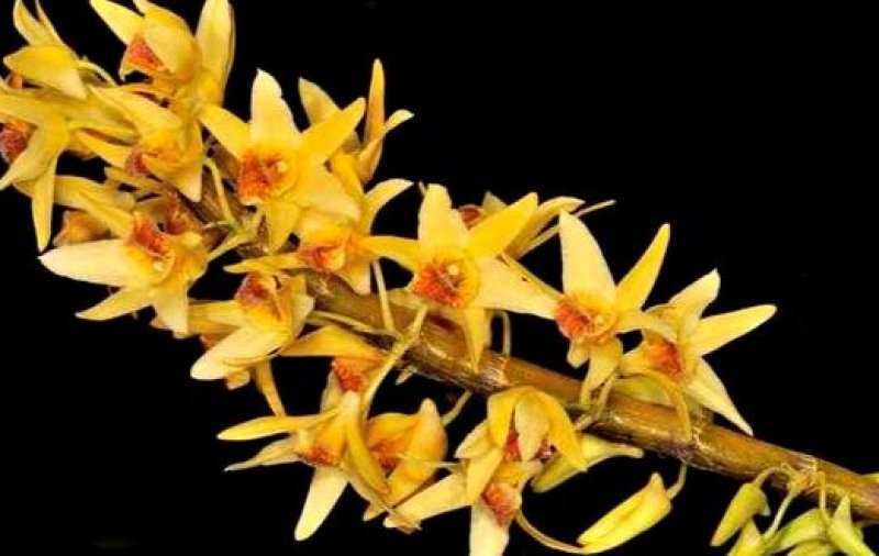 尖刀唇石斛Den.heterocarpumLindl