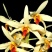尖刀唇石斛Den.heterocarpumLindl
