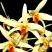 尖刀唇石斛Den.heterocarpumLindl