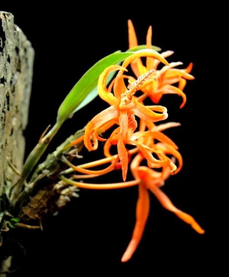 独角石斛Den.arachnidsReichb.