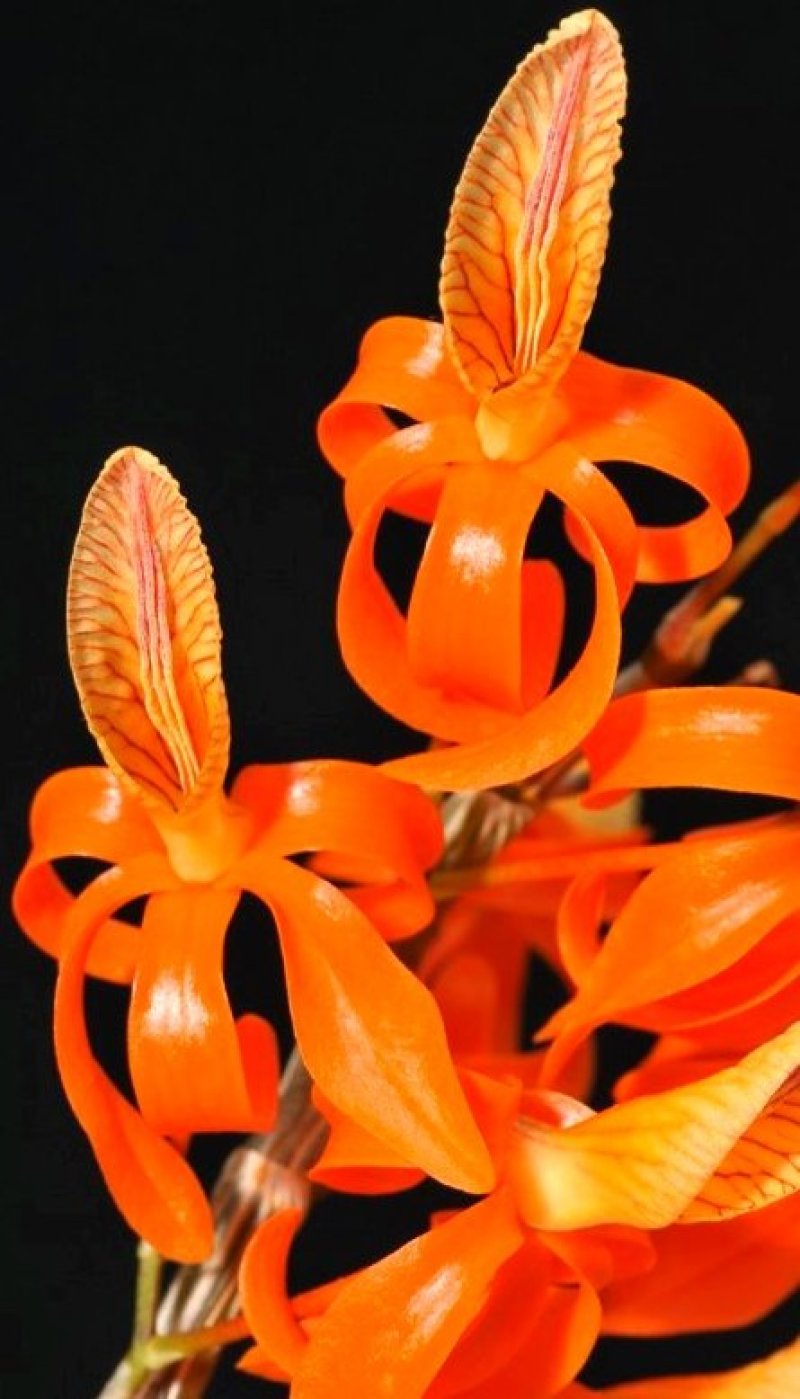 独角石斛Den.arachnidsReichb.