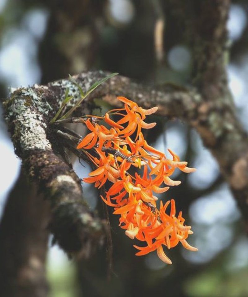 独角石斛Den.arachnidsReichb.