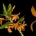 独角石斛Den.arachnidsReichb.