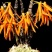 独角石斛Den.arachnidsReichb.