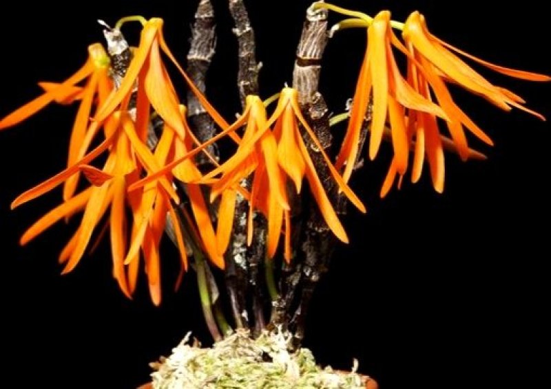 独角石斛Den.arachnidsReichb.