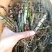 独角石斛Den.arachnidsReichb.