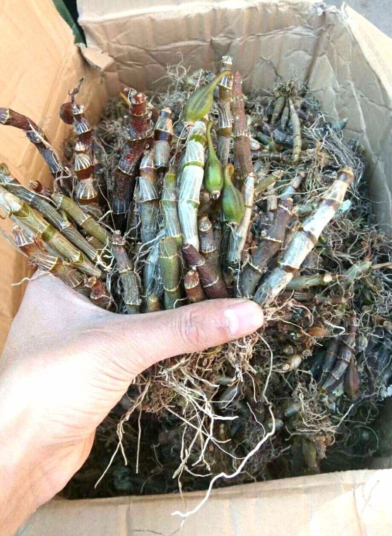 独角石斛Den.arachnidsReichb.