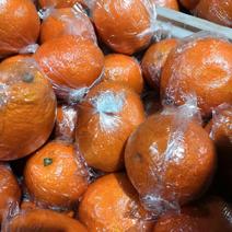 蓬安锦橙百号柑，脐橙。