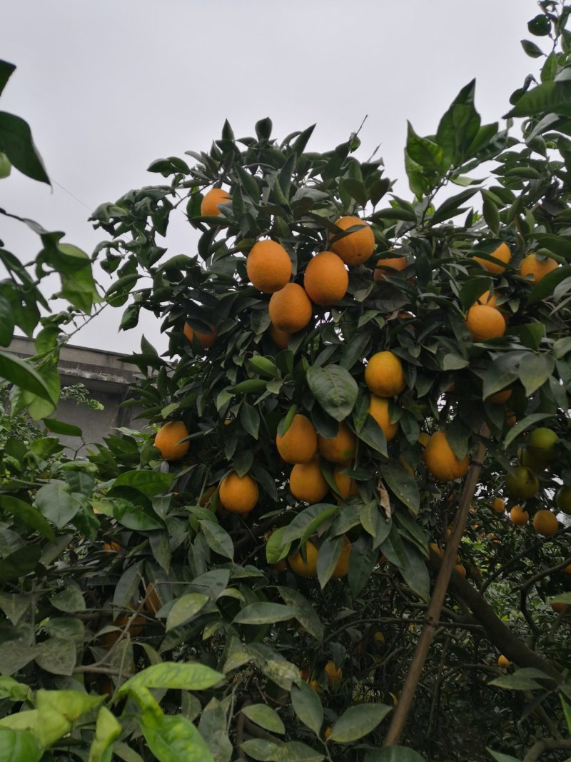 蓬安锦橙百号柑，脐橙。