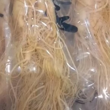 人参，常年批发供应各种规格药食同源中药材鲜人参