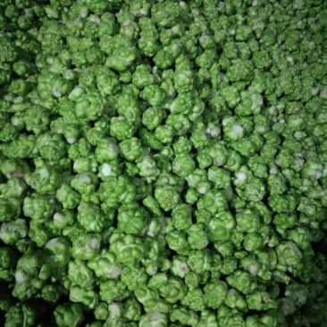 榨菜