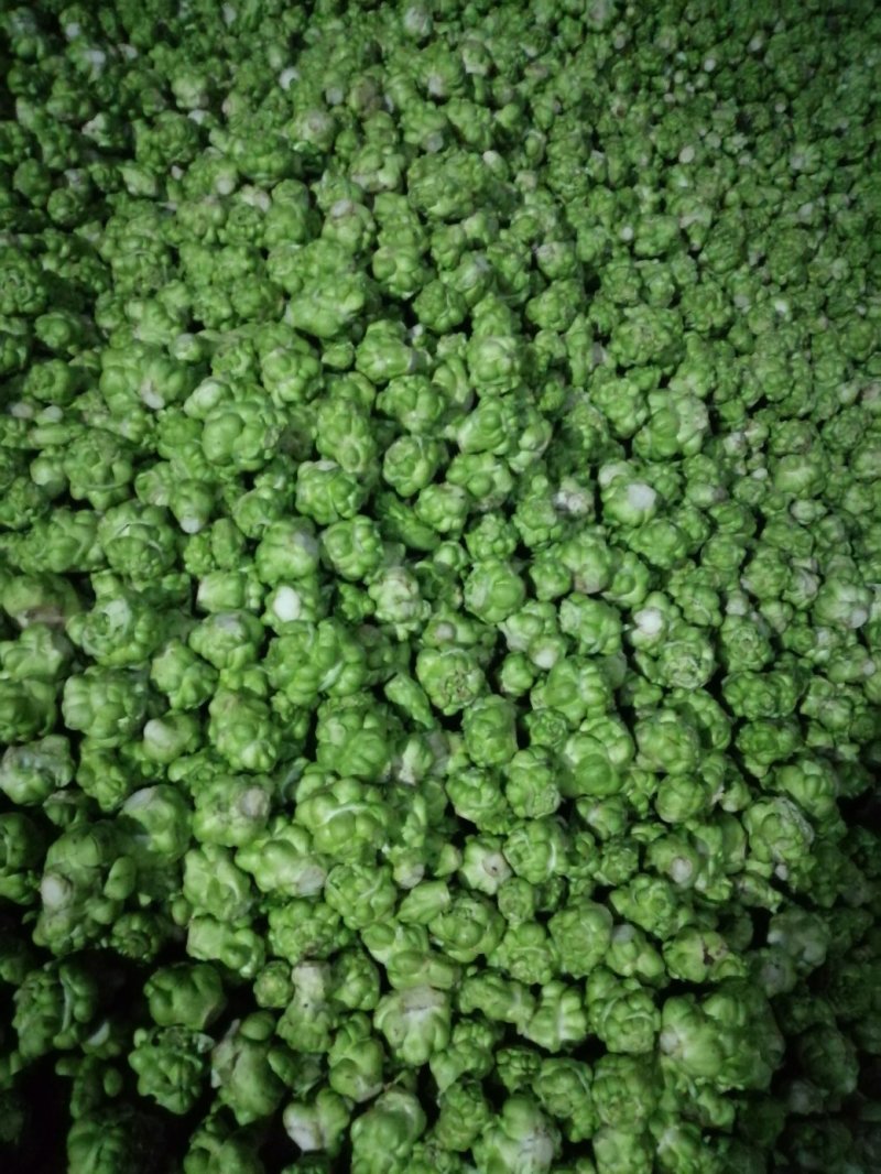 榨菜