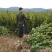 高产油茶树苗容器苗大杯苗长林赣无系列