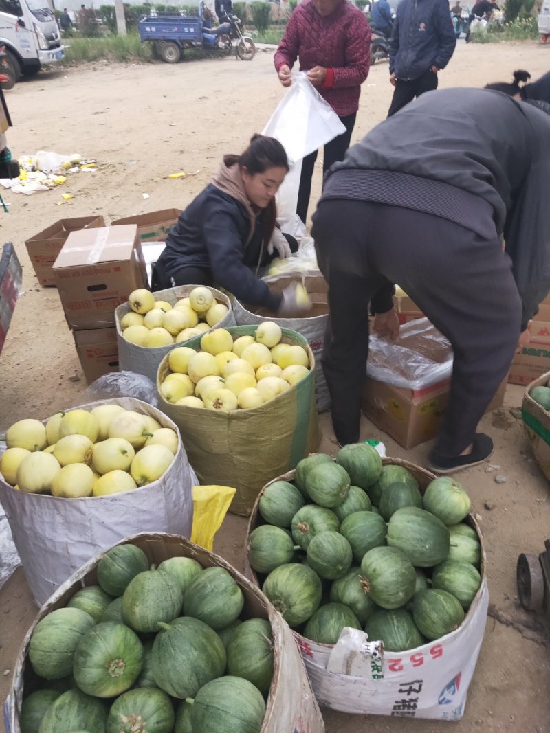 山东精品甜宝甜瓜现有货源，供应量大，价格便宜质量好