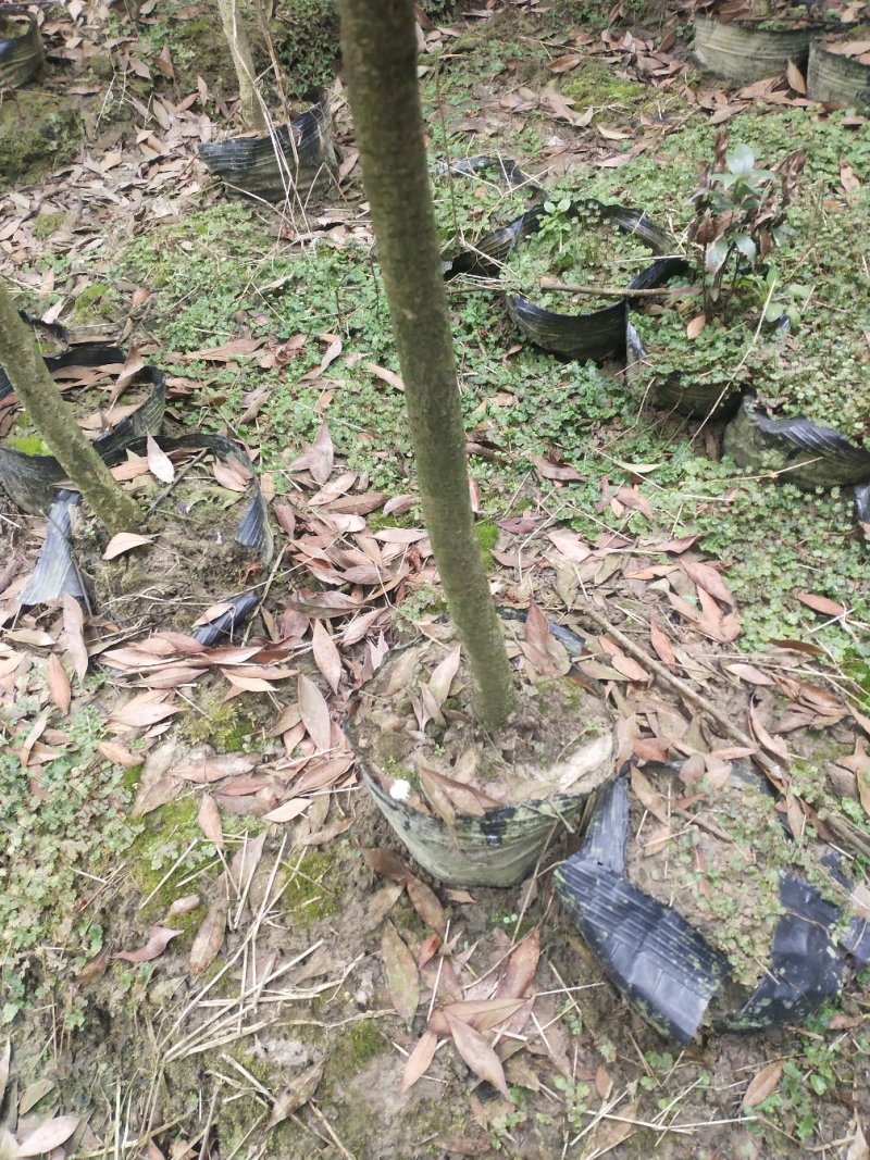 金丝楠木苗产地直发量大从优眉县自家基地诚信合作