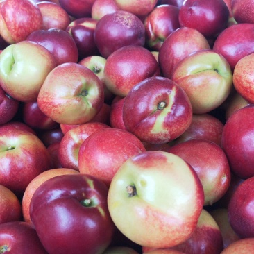 曙光油桃鸿通水果合作供应陆地曙光油桃，套袋油桃，，