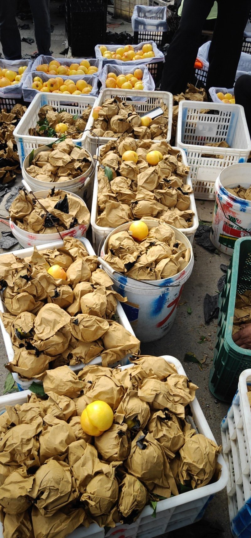 曙光油桃鸿通水果合作供应陆地曙光油桃，套袋油桃，，