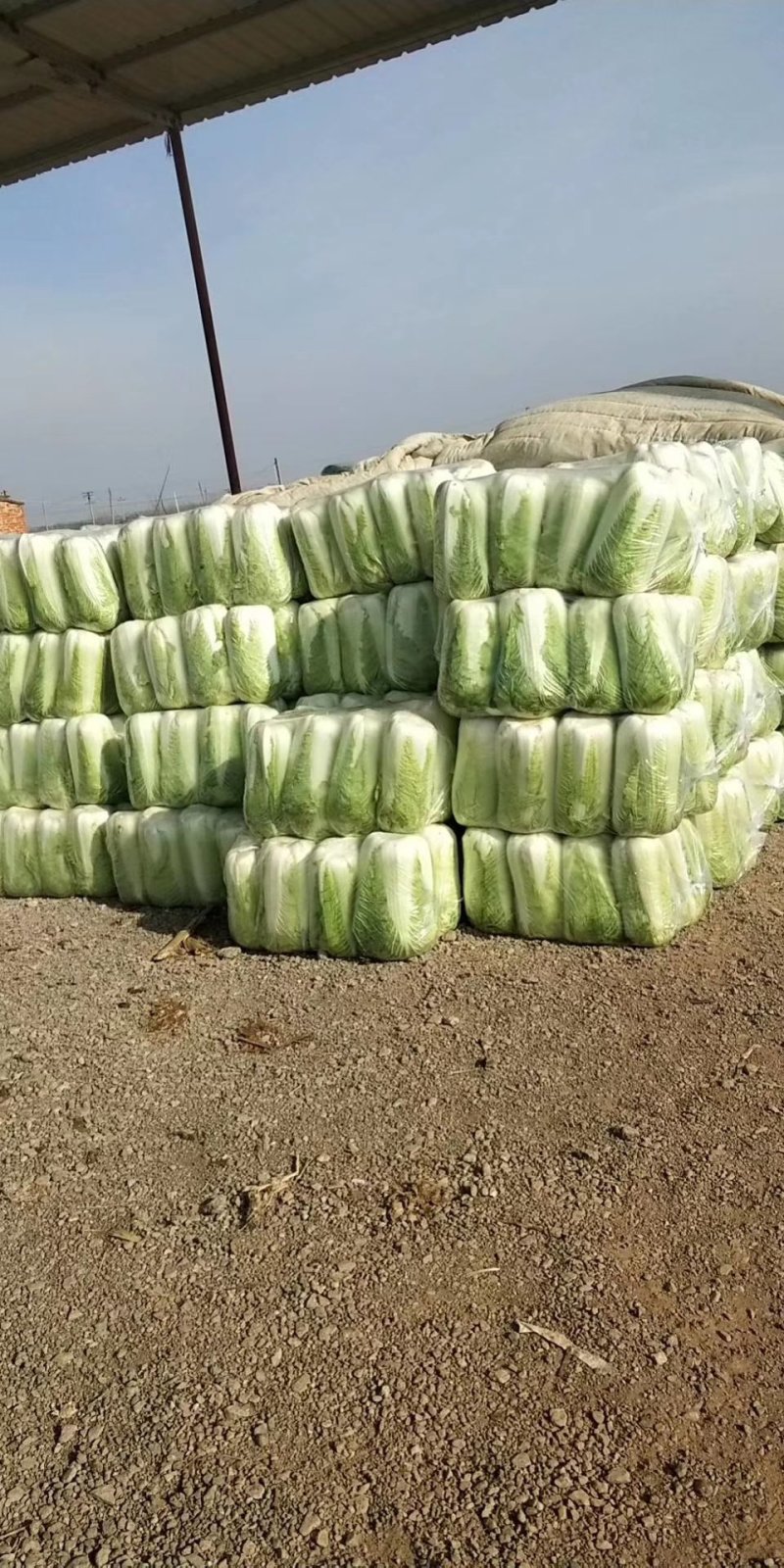 山东肥城北京新三号大白菜大量供应中，冷库储存。净菜毛菜