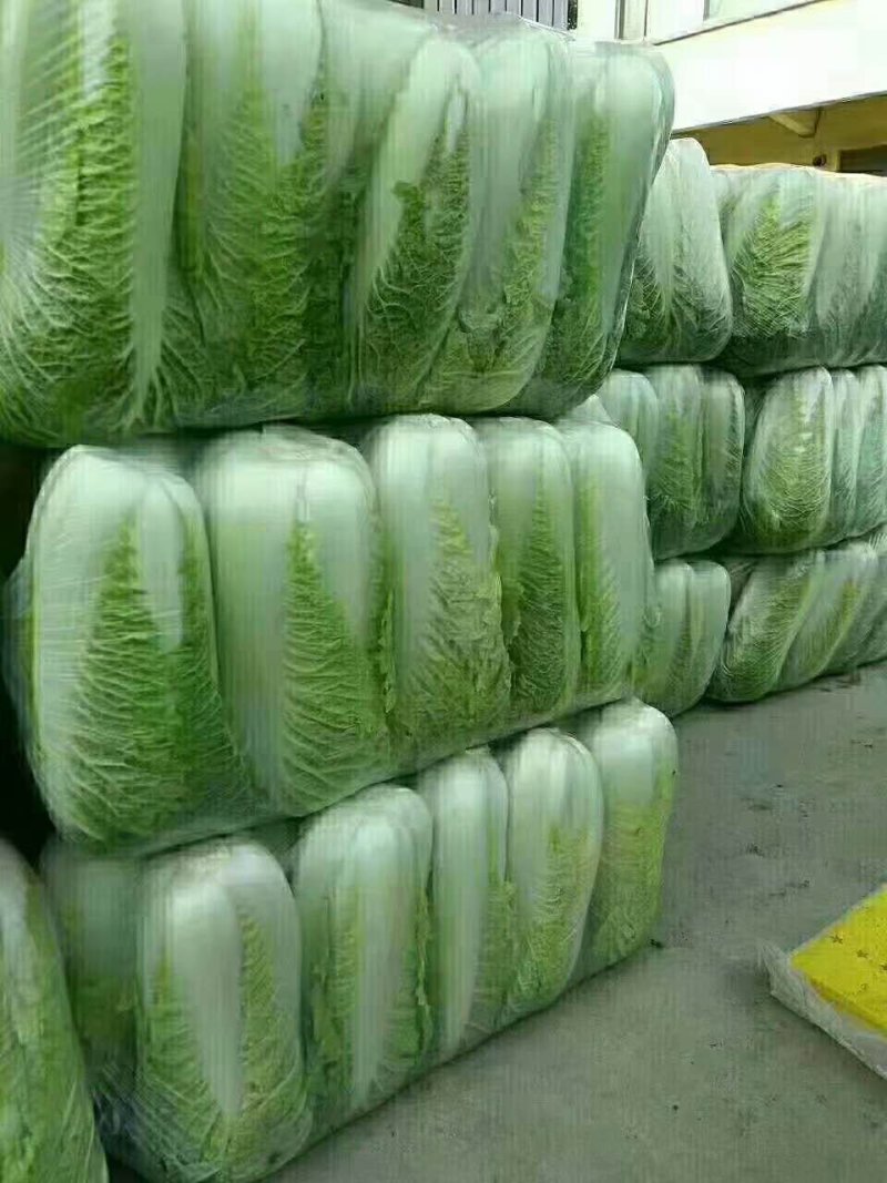 山东肥城北京新三号大白菜大量供应中，冷库储存。净菜毛菜