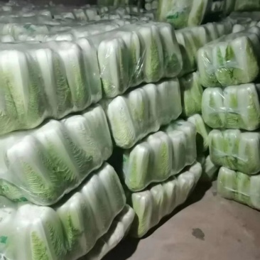 山东肥城北京新三号大白菜大量供应中，冷库储存。净菜毛菜