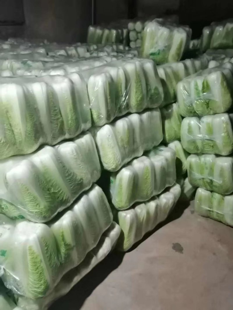山东肥城北京新三号大白菜大量供应中，冷库储存。净菜毛菜