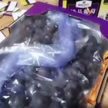 巨峰葡萄，红无核葡萄，大量有货
