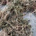 中药豆瓣菜/西洋菜干有需要的客户可以定制