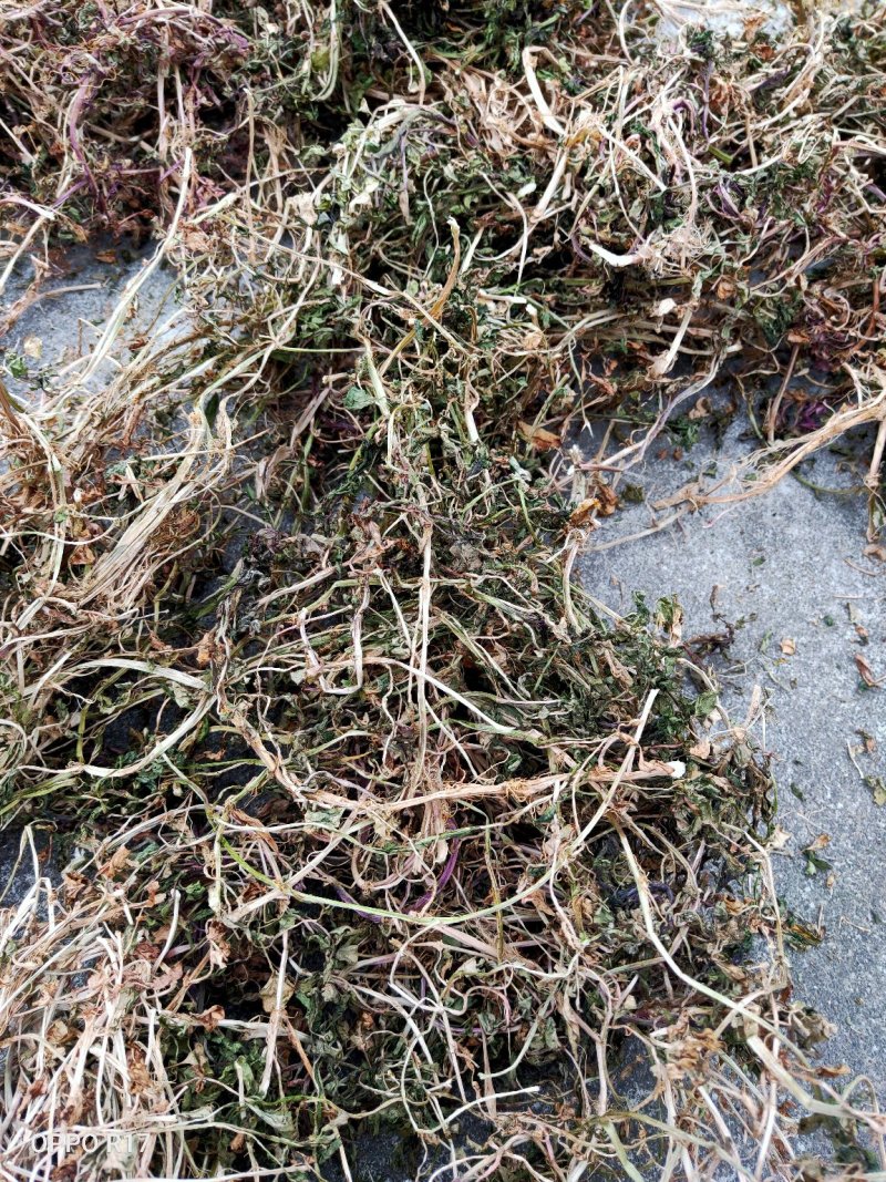 中药豆瓣菜/西洋菜干有需要的客户可以定制