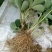 【草莓苗】甜宝甜查理法兰蒂草莓苗品种齐全货源充足质量保证