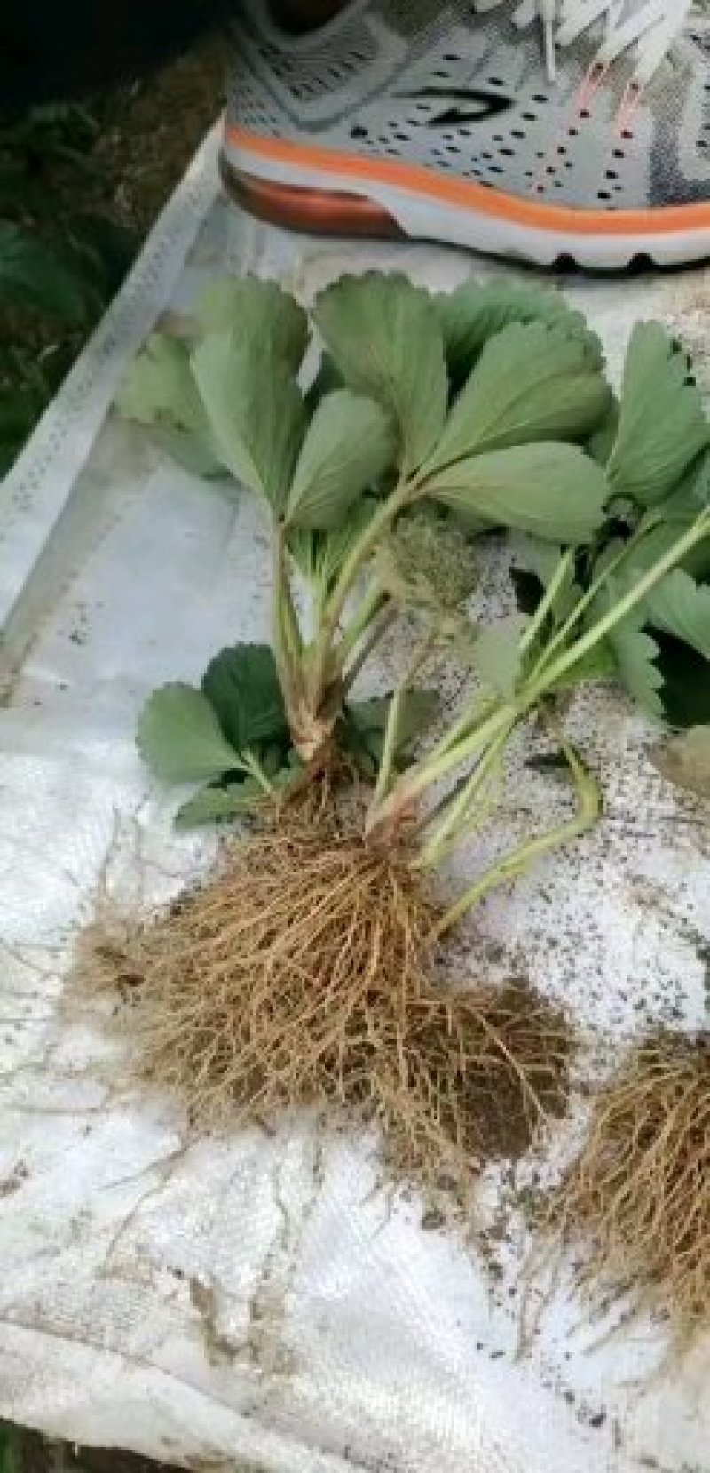 【草莓苗】甜宝甜查理法兰蒂草莓苗品种齐全货源充足质量保证