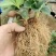 【草莓苗】甜宝甜查理法兰蒂草莓苗品种齐全货源充足质量保证