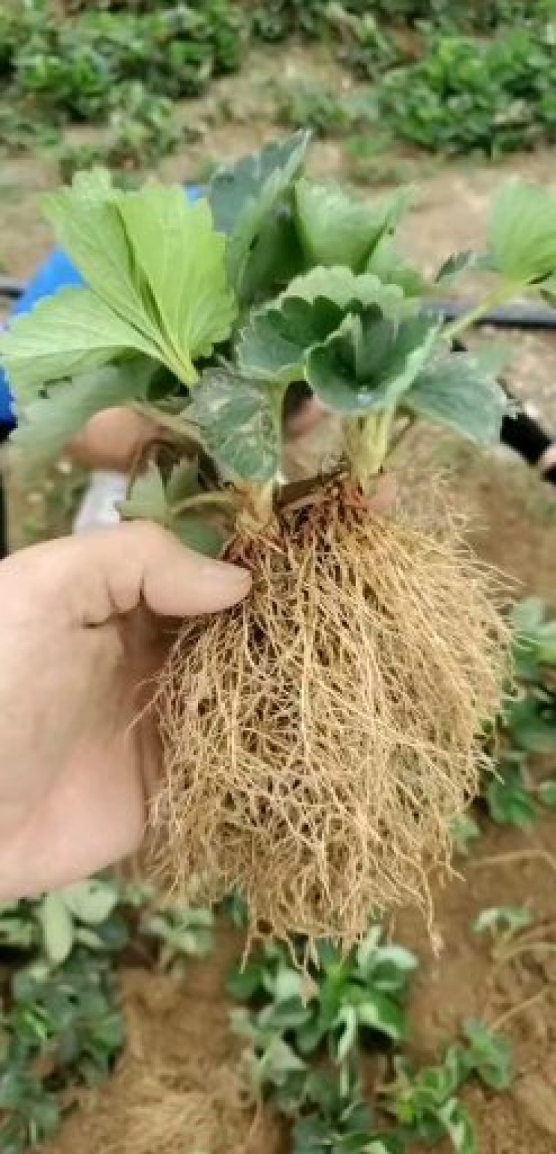 【草莓苗】甜宝甜查理法兰蒂草莓苗品种齐全货源充足质量保证