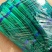 热卖金乡红毛蒜薹精品30~40厘米基地直供商超品质