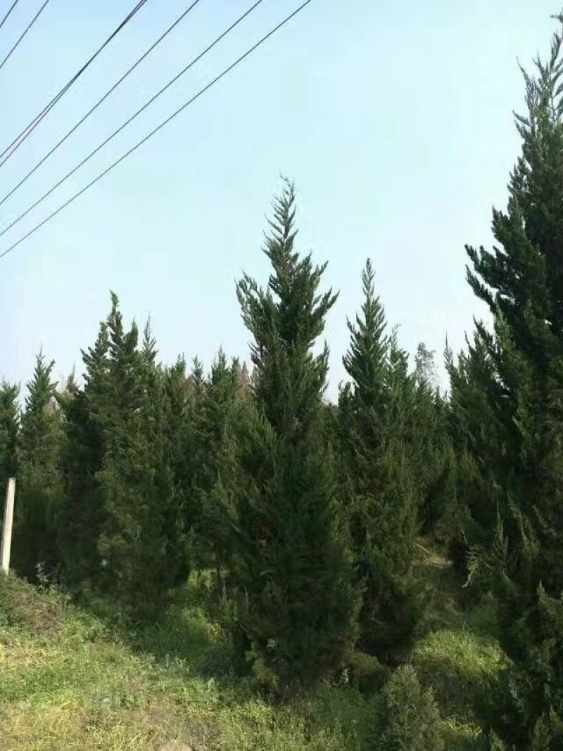 塔柏，四川塔柏基地出售，成都塔柏批发价格