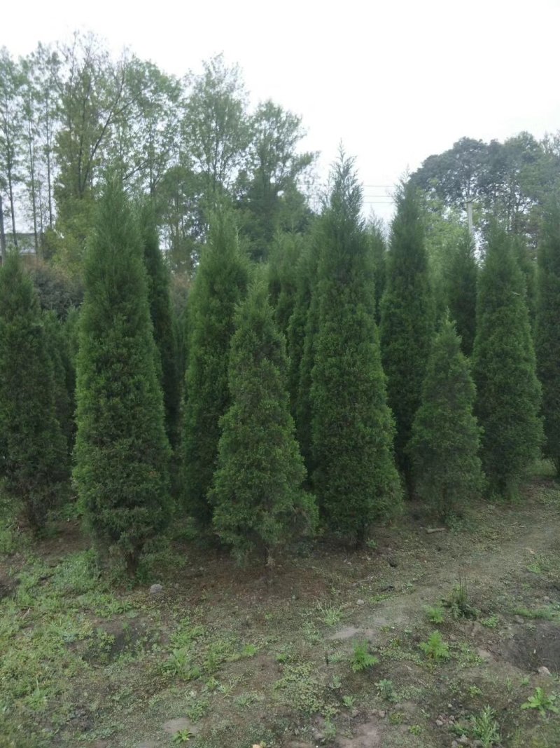 塔柏，四川塔柏基地出售，成都塔柏批发价格