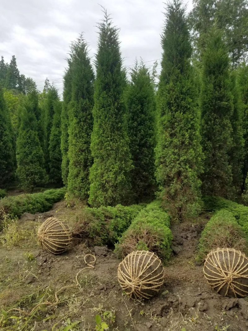 塔柏，四川塔柏基地出售，成都塔柏批发价格