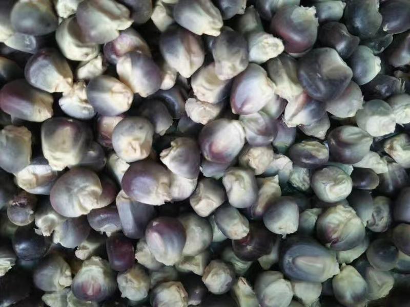 黑大豆～大豆种子高效经济作物