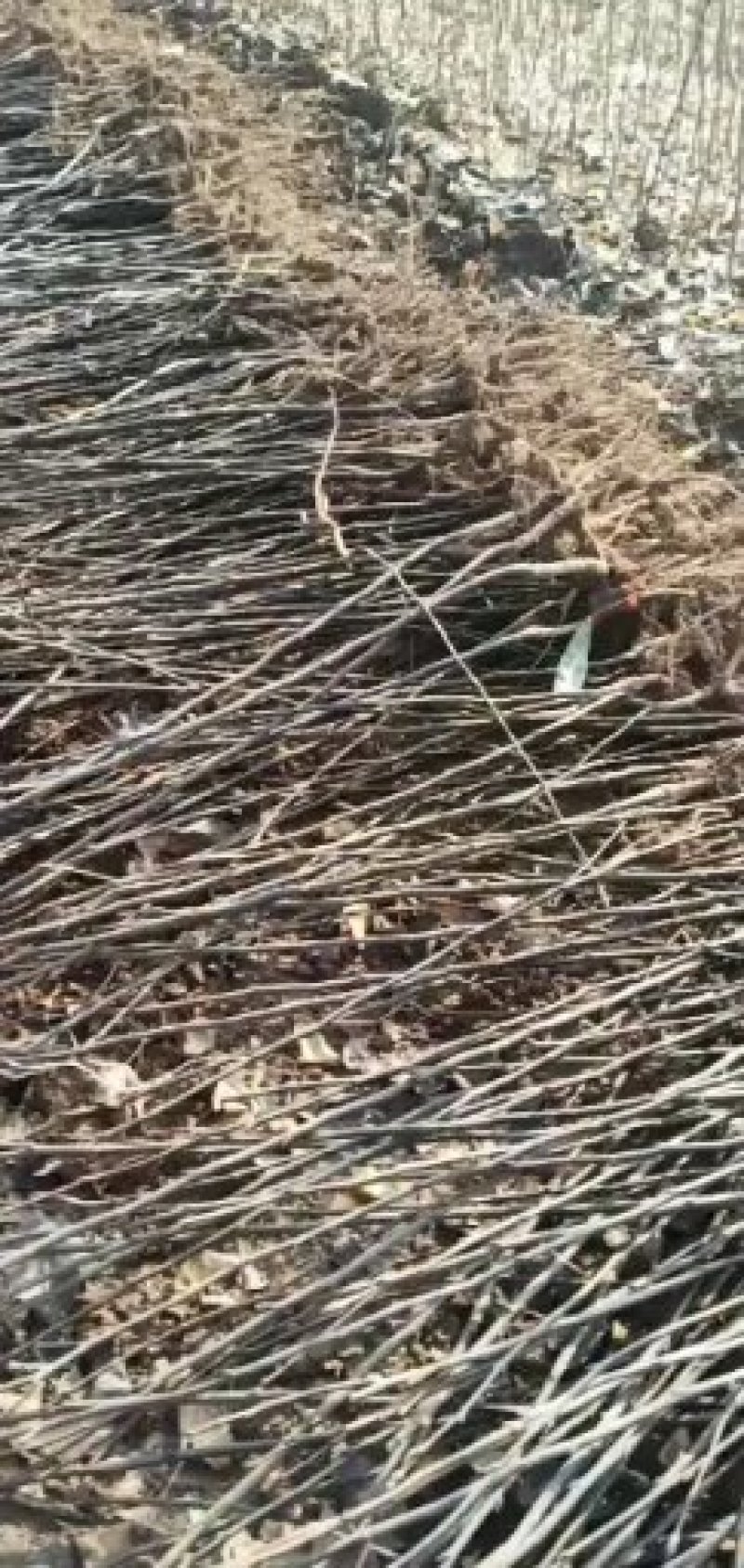 柱状梨树苗秋月梨树苗山农酥梨现挖现发