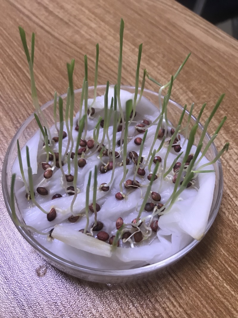 甜高梁适应性强，耐盐碱，优质牧草种子大量