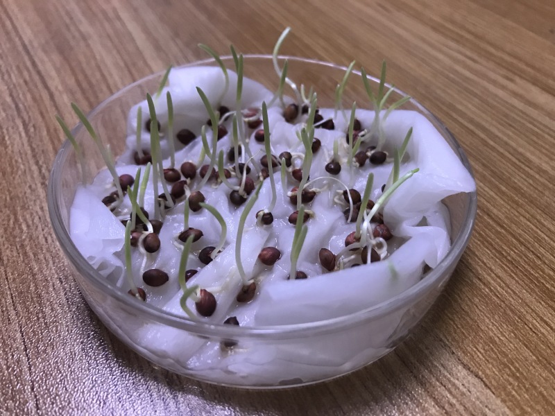 甜高梁适应性强，耐盐碱，优质牧草种子大量