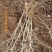 黑枸杞苗甘肃提供种植技术籽播苗包成活工程苗