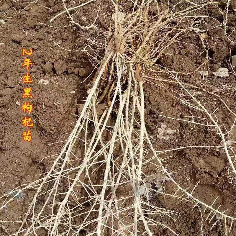 黑枸杞苗甘肃提供种植技术籽播苗包成活工程苗